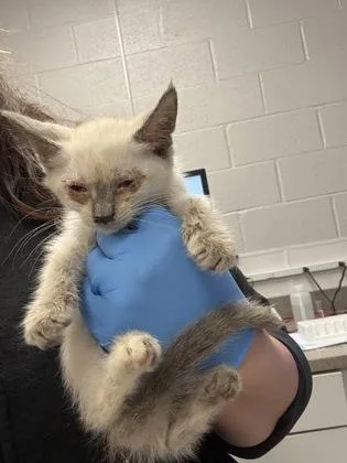 A baby small-sized female Domestic Medium Hair cat named Ritz for adoption in Gastonia, NC