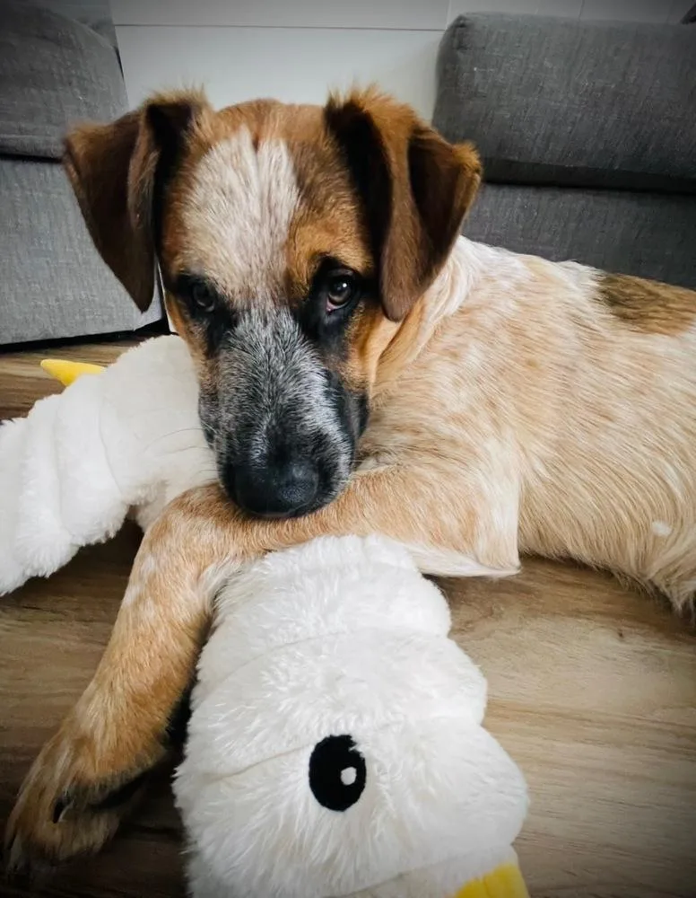 A baby large-sized male Merle (Red) Australian Cattle Dog / Blue Heeler dog named Leonard for adoption in Brewster , NY