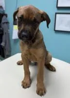A baby medium-sized male Shepherd dog named Simba for adoption in Madison, NJ