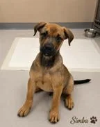 Simba thumbnail 2