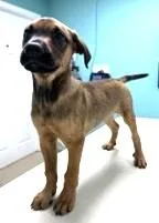 Simba thumbnail 3