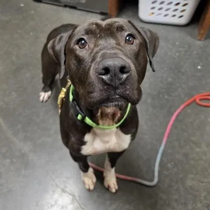 An adult medium-sized male Black Pit Bull Terrier dog named Pete for adoption in Springfield, MO