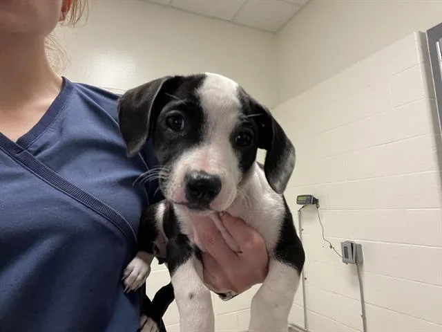 A baby small-sized female Pit Bull Terrier dog named Givenchy for adoption in Auburn, CA