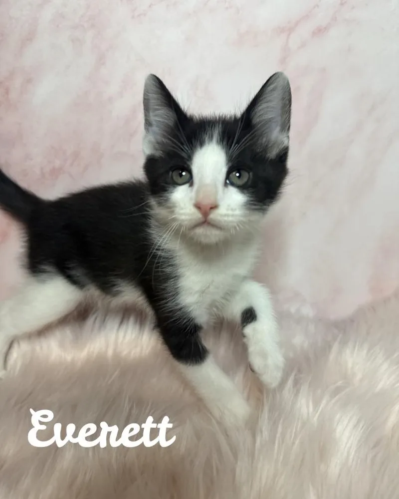 Everett