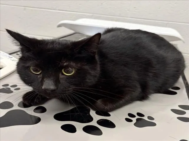 An adult medium-sized male Domestic Short Hair cat named Boyd for adoption in Derwood, MD