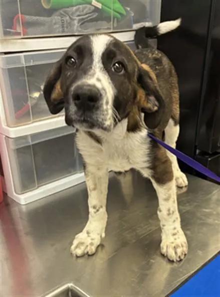 A baby large-sized male Pointer dog named Raisin for adoption in Phoenix, AZ