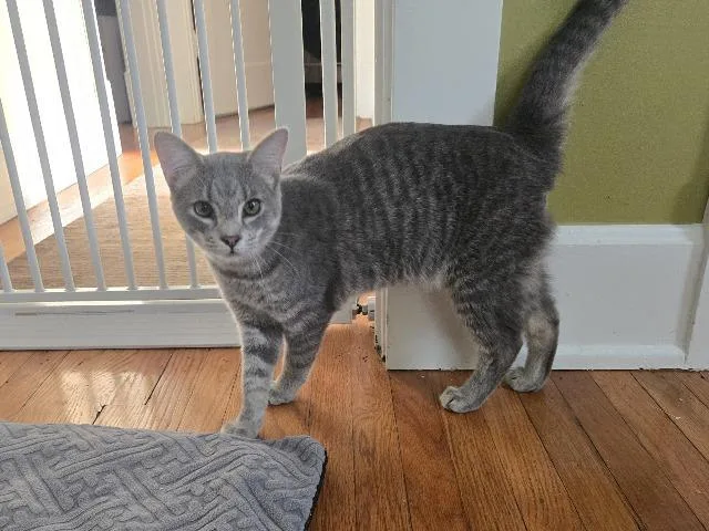 A baby medium-sized male Domestic Short Hair cat named Seek for adoption in Cincinnati, OH