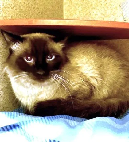 An adult medium-sized male Ragdoll cat named Beastie for adoption in Washington, DC