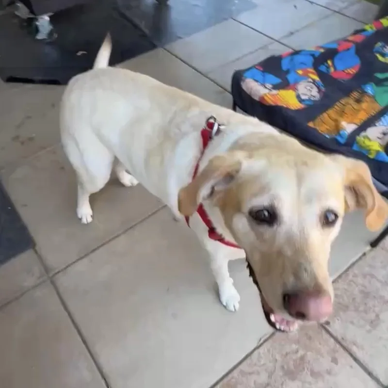 An adult large-sized female Yellow / Tan / Blond / Fawn Labrador Retriever dog named Tessa for adoption in San Francisco, CA