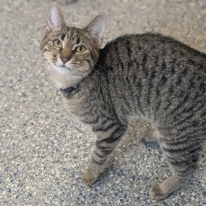 A baby small-sized female Brown / Chocolate Domestic Short Hair cat named Maxine for adoption in Prairie du Chien, WI
