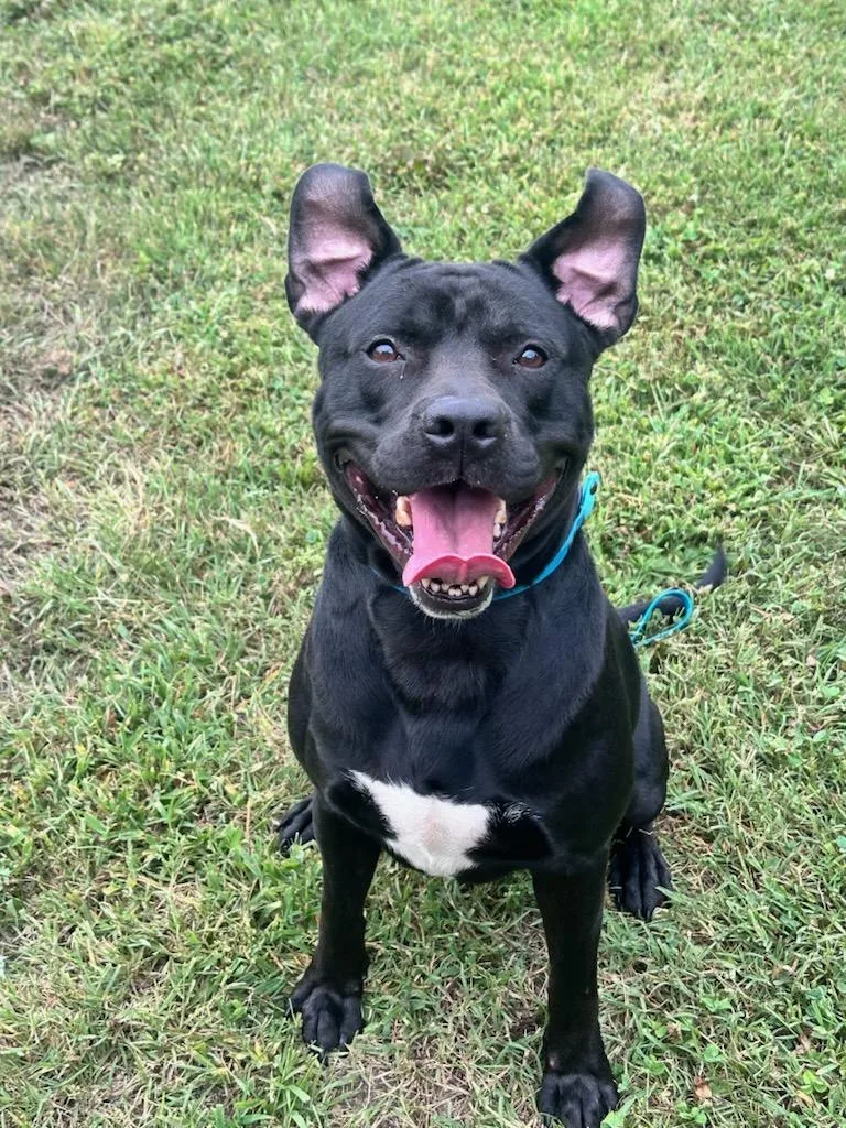 An adult large-sized male Black Labrador Retriever dog named Stubbs for adoption in Clayton, NJ