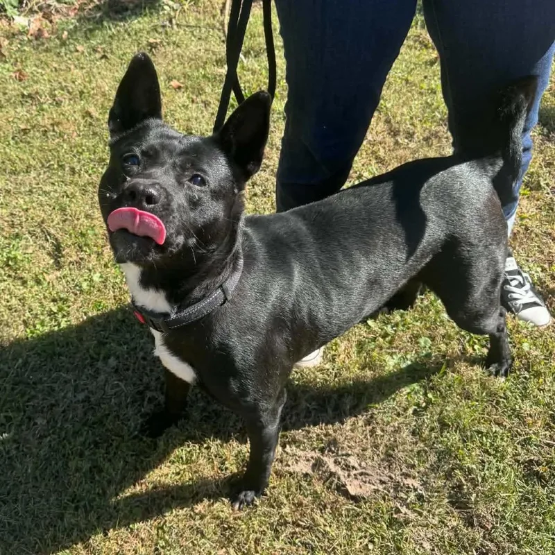 An adult medium-sized female Black Mixed Breed dog named Dora for adoption in Edwardsville, IL