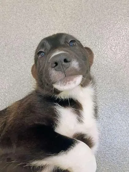 A young large-sized female Retriever dog named Paxton for adoption in Beatrice, NE