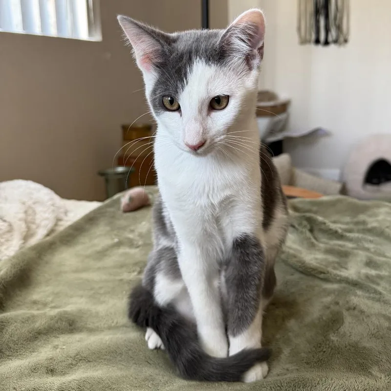 A baby small-sized male Gray / Blue / Silver Domestic Short Hair cat named Winter Park for adoption in Long Beach, CA