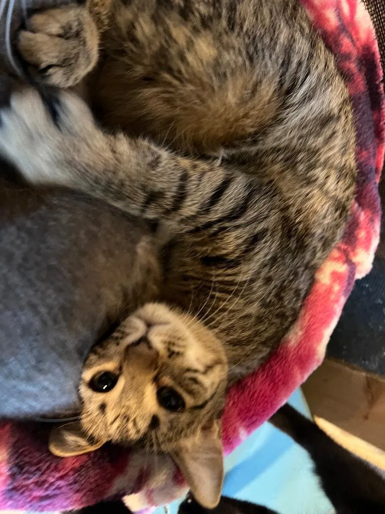 A baby medium-sized female Domestic Short Hair cat named Tana for adoption in Rice Lake, WI