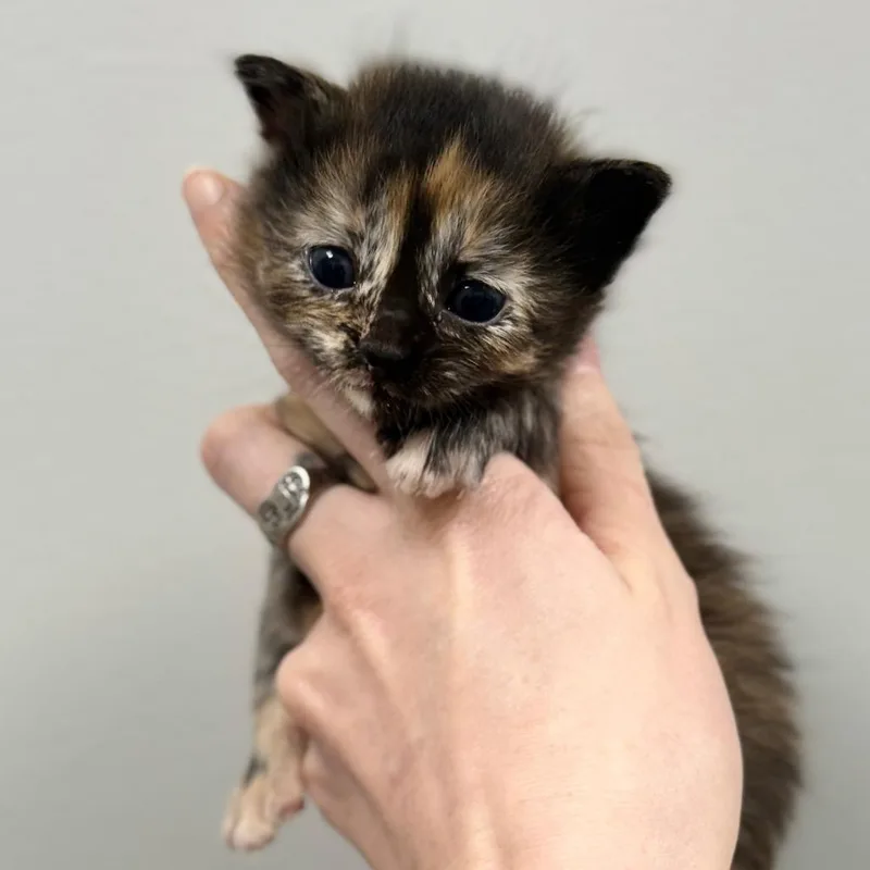 A baby small-sized female Black Domestic Short Hair cat named Mira for adoption in Spring Hill, KS