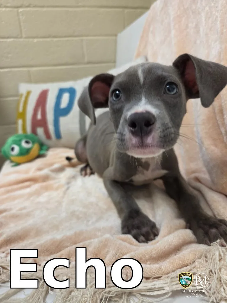 A baby small-sized male Pit Bull Terrier dog named Echo for adoption in Rocky Mount, NC