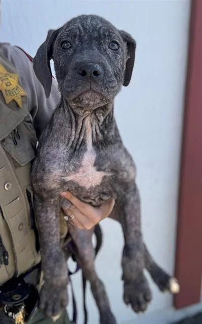 A baby small-sized male Pit Bull Terrier dog named Coconut for adoption in Fairfield, CA