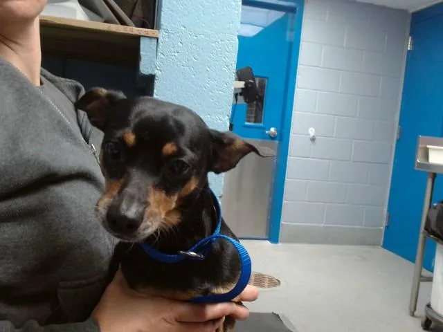 An adult small-sized male Chihuahua dog named Pea for adoption in Albuquerque, NM