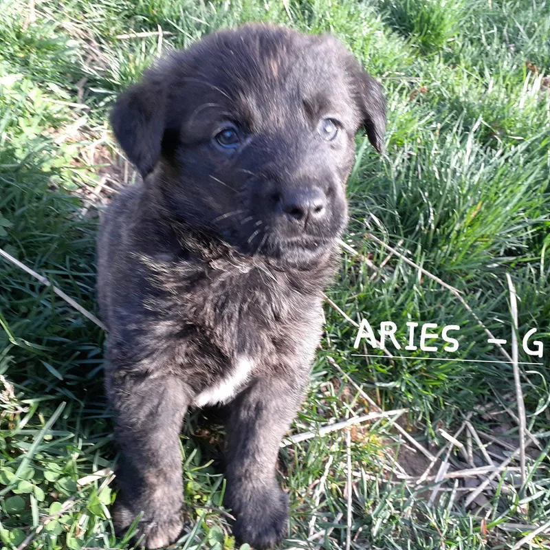 Aries