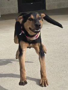 A young medium-sized male Catahoula Leopard Dog named Vinny for adoption in Bucyrus, OH