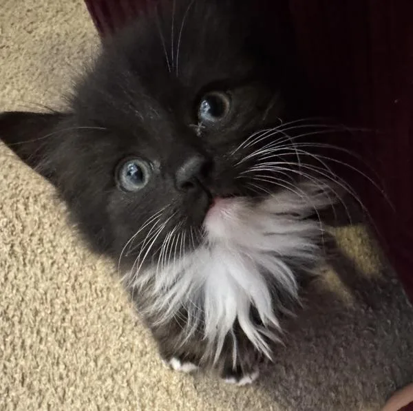 A baby small-sized female Domestic Medium Hair cat named Somya for adoption in Stratham, NH