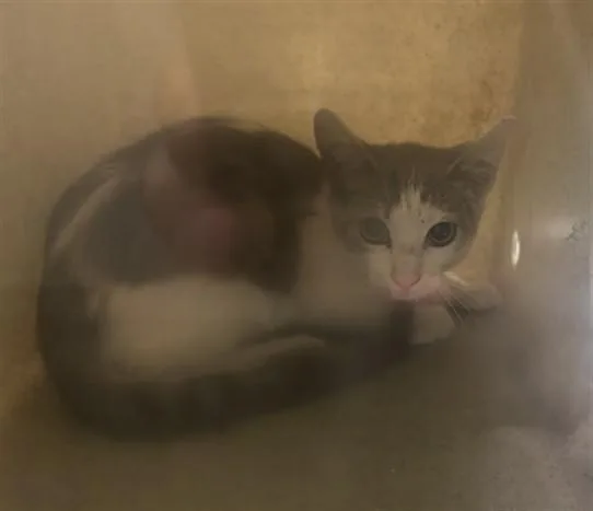 A baby small-sized female Domestic Short Hair cat named Alexia for adoption in Los Angeles, CA