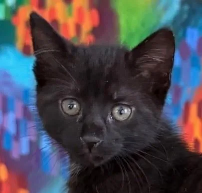 A baby medium-sized female Black Domestic Medium Hair cat named Jesse for adoption in Asbury Park, NJ