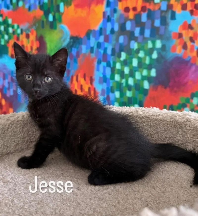 Jesse thumbnail 2