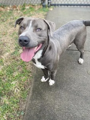 An adult large-sized male Mixed Breed dog named Jake for adoption in Cincinnati, OH
