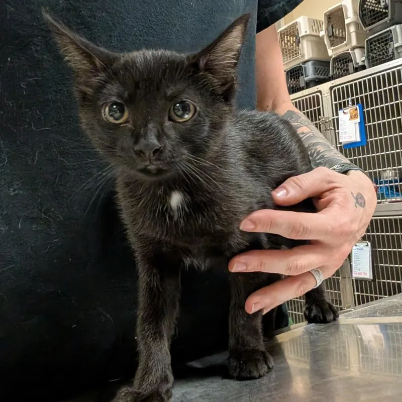 A baby small-sized female Black Domestic Short Hair cat named Spice for adoption in Titusville, FL