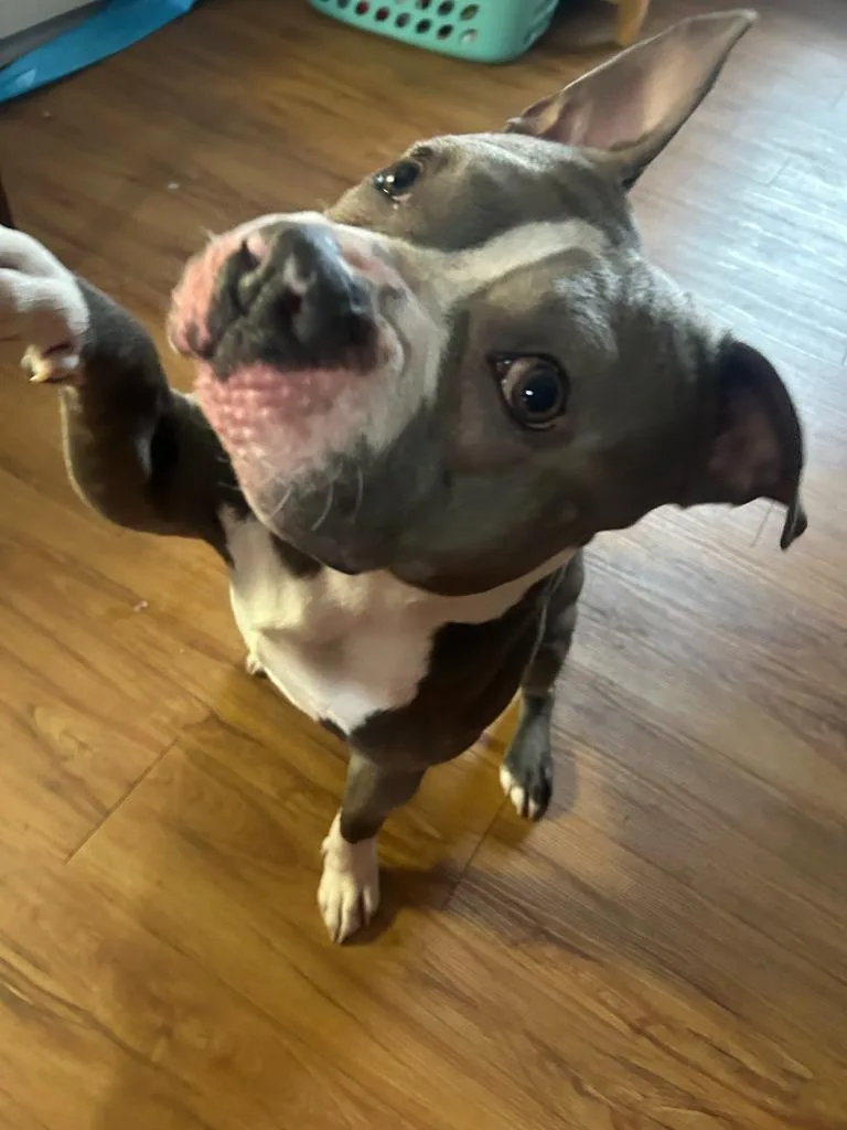 Buggzy