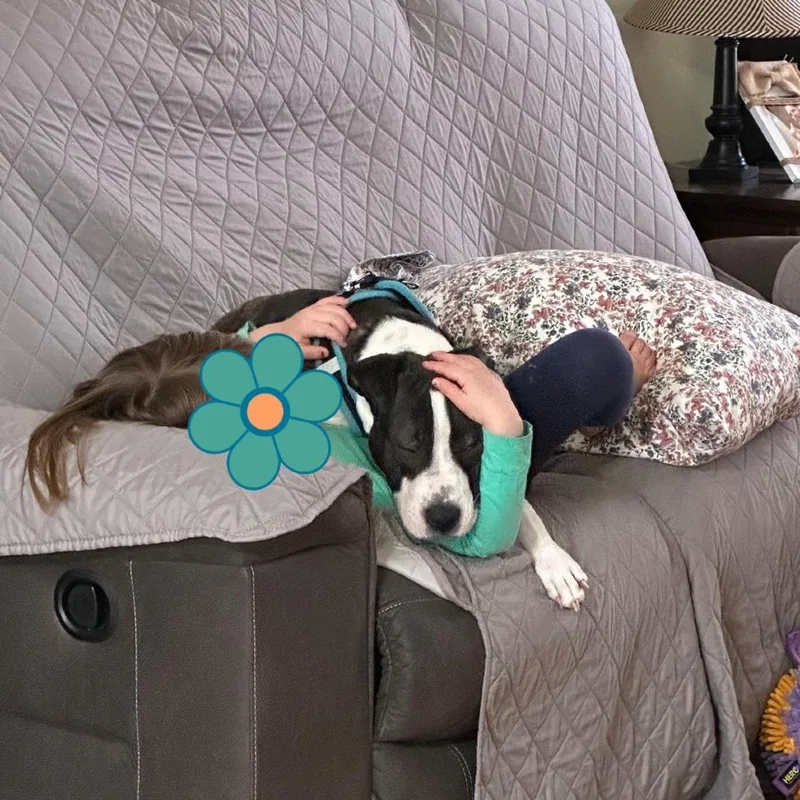 A young medium-sized male Brindle Boxer dog named Bentley Bones for adoption in Lynchburg, VA