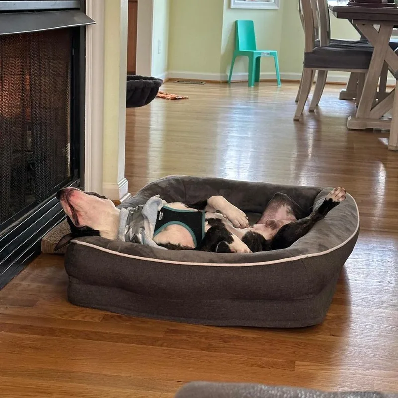 Bentley Bones thumbnail 3