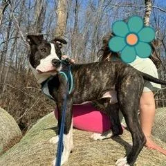 Bentley Bones thumbnail 4