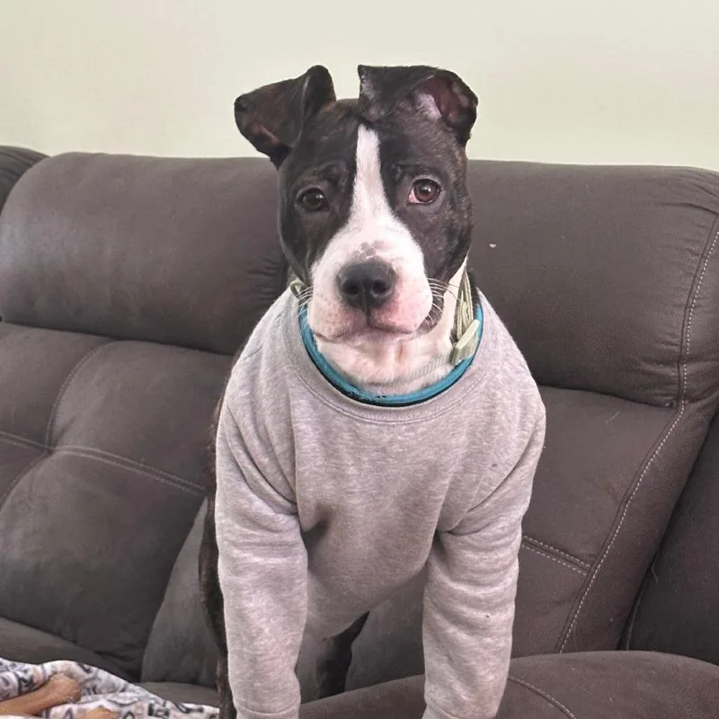 Bentley Bones thumbnail 5