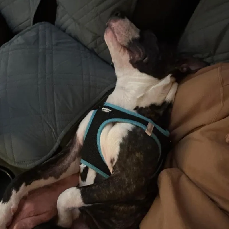 Bentley Bones thumbnail 6