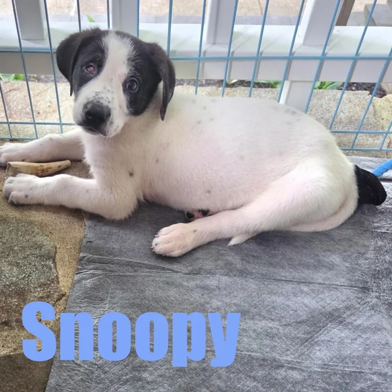 Snoopy