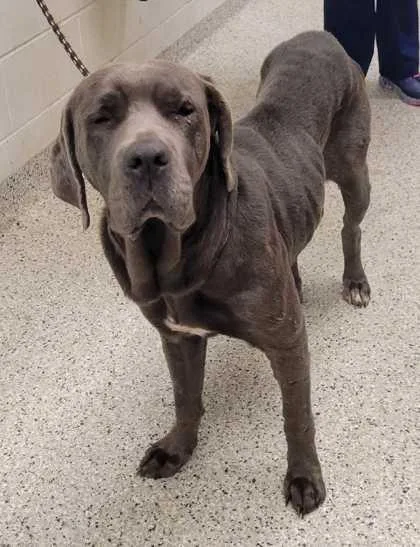 An adult extra large-sized female Gray / Blue / Silver Mastiff dog named Fiji for adoption in Kansas City, MO