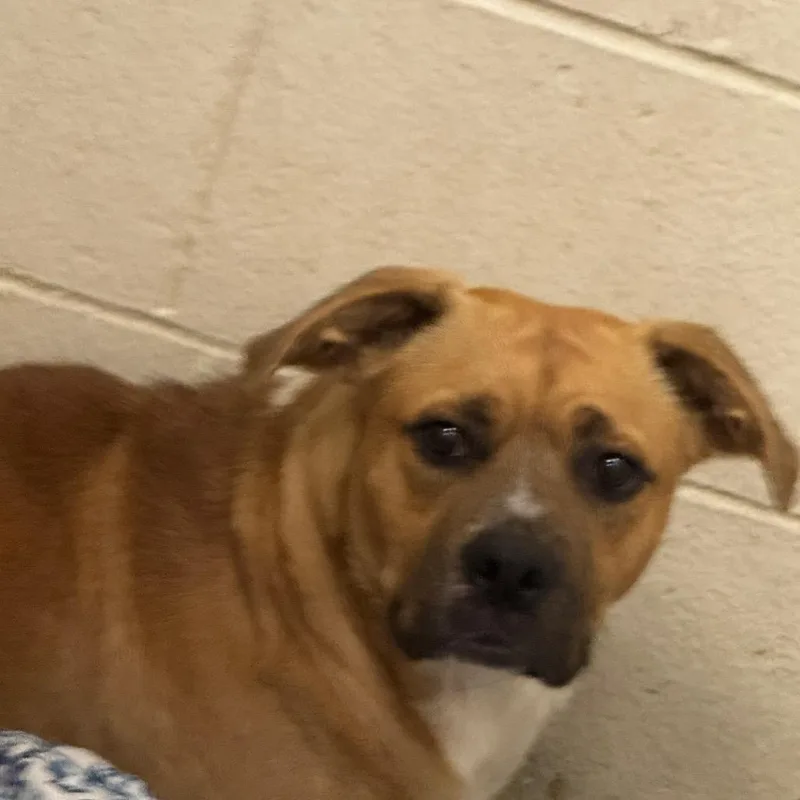 A young medium-sized male Brown / Chocolate Mixed Breed dog named Dorian for adoption in Charleston, WV