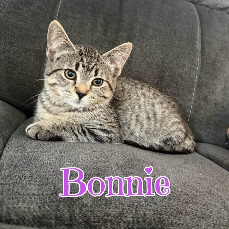 A baby medium-sized female Tabby (Tiger Striped) Domestic Short Hair cat named Bonnie for adoption in Schnecksville, PA