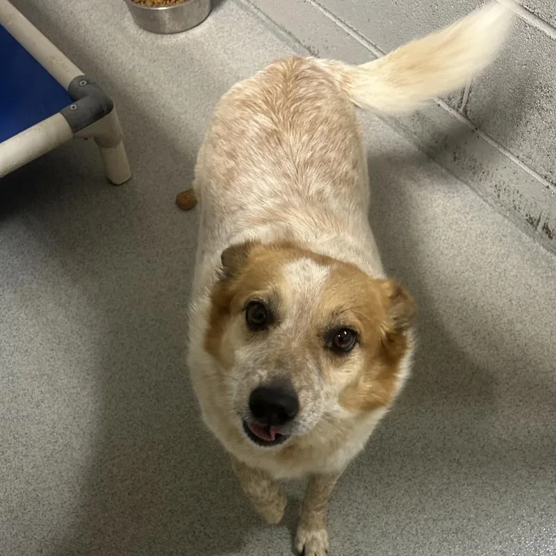 An adult medium-sized male Red / Chestnut / Orange Cattle Dog dog named Fred for adoption in Birmingham, AL