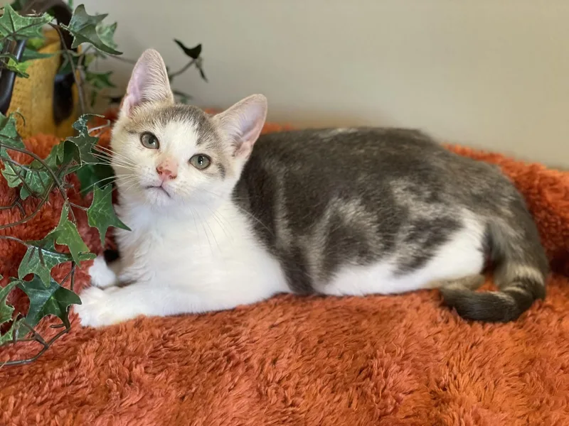 A baby medium-sized female Gray & White Domestic Short Hair cat named Tia for adoption in Taylor, MI