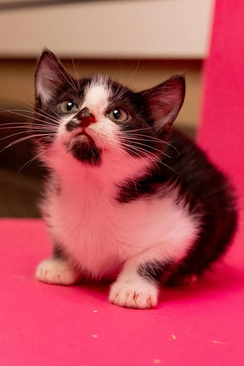 A baby medium-sized male Black & White / Tuxedo Domestic Short Hair cat named Ham & Swissbonded pair for adoption in Myrtle Beach, SC