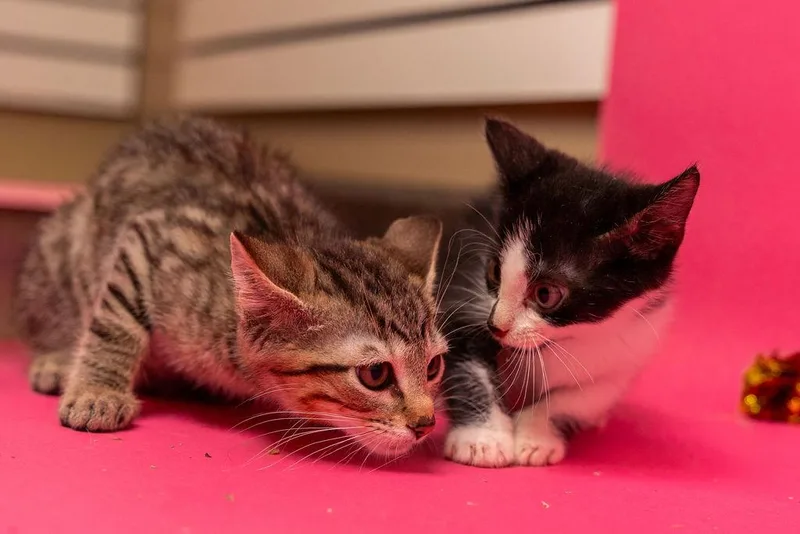 Ham & Swissbonded pair thumbnail 3