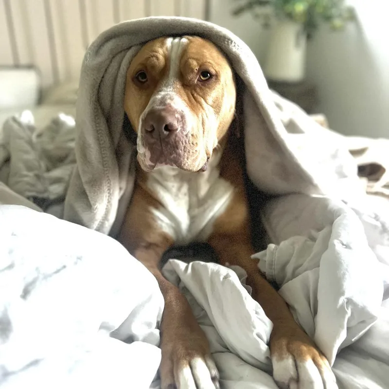 An adult large-sized male Red / Chestnut / Orange Mixed Breed dog named Arlo for adoption in San Francisco, CA