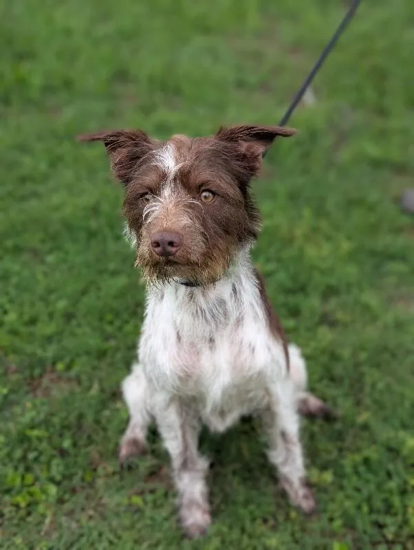 An adult medium-sized male Brown / Chocolate Pointer dog named Goose for adoption in Aiken, SC