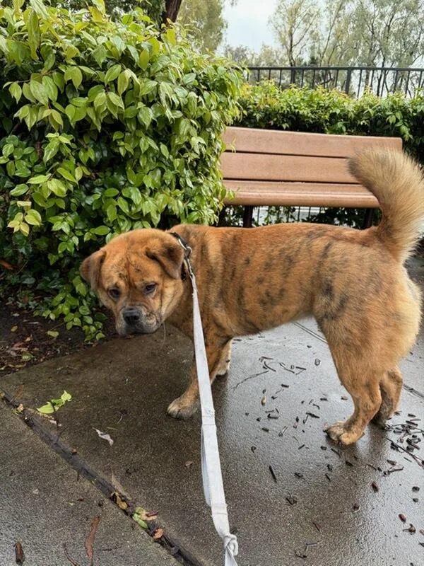 Canela Canola!! thumbnail 2