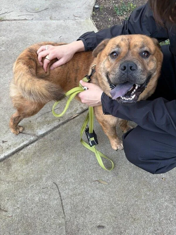 Canela Canola!! thumbnail 3