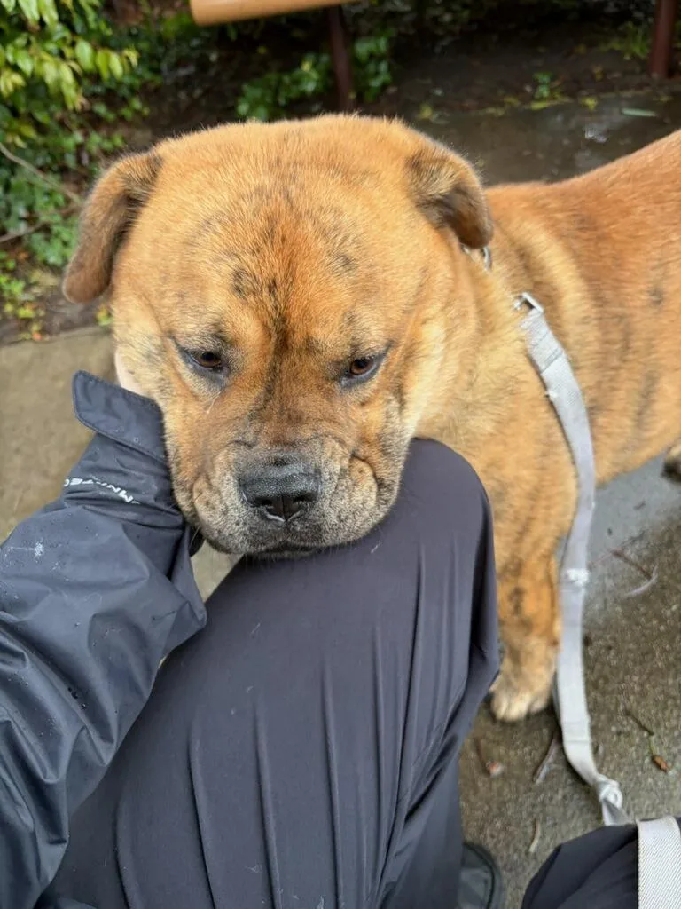 Canela Canola!! thumbnail 4